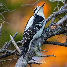 "Woodpecker in Acadia"